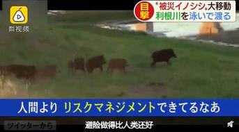 超级野猪最早爆料视频播放,揭秘神秘生物神秘面纱 第2张 超级野猪最早爆料视频播放,揭秘神秘生物神秘面纱 第2张